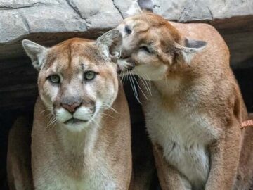 Protect Mountain Lions: Finish the Liberty Canyon Crossing & Teach Coexistence
