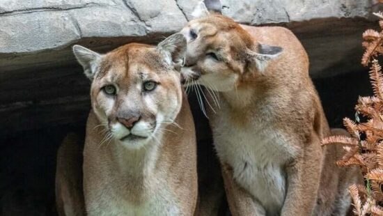 Protect Mountain Lions: Finish the Liberty Canyon Crossing & Teach Coexistence