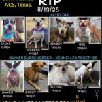 Petition to Stop the Mass Killing of Healthy Dogs at San Antonio Animal Care Services