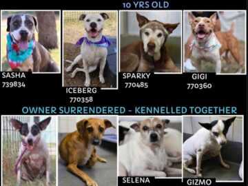 Petition to Stop the Mass Killing of Healthy Dogs at San Antonio Animal Care Services