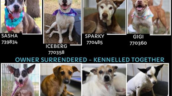 Petition to Stop the Mass Killing of Healthy Dogs at San Antonio Animal Care Services