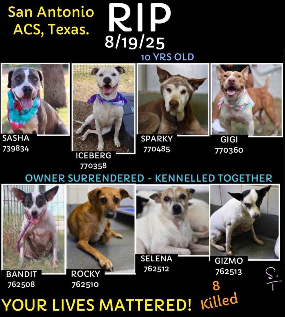 Petition to Stop the Mass Killing of Healthy Dogs at San Antonio Animal Care Services