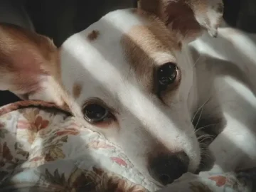 Fund a National Safety Net for Pets of Families Facing Deportation