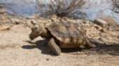 Save the Mojave Desert Tortoise From Extinction