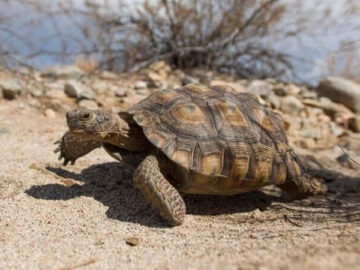 Save the Mojave Desert Tortoise From Extinction