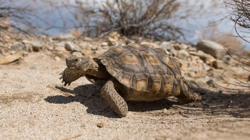 Save the Mojave Desert Tortoise From Extinction