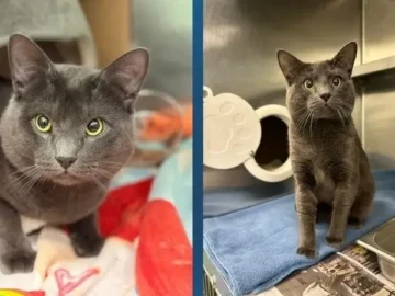 Justice for Sage the Cat: Hold Animal Abusers Fully Accountable in Massachusetts