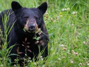 Stop the Black Bear Trophy Hunt in Florida