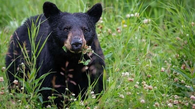 Stop the Black Bear Trophy Hunt in Florida