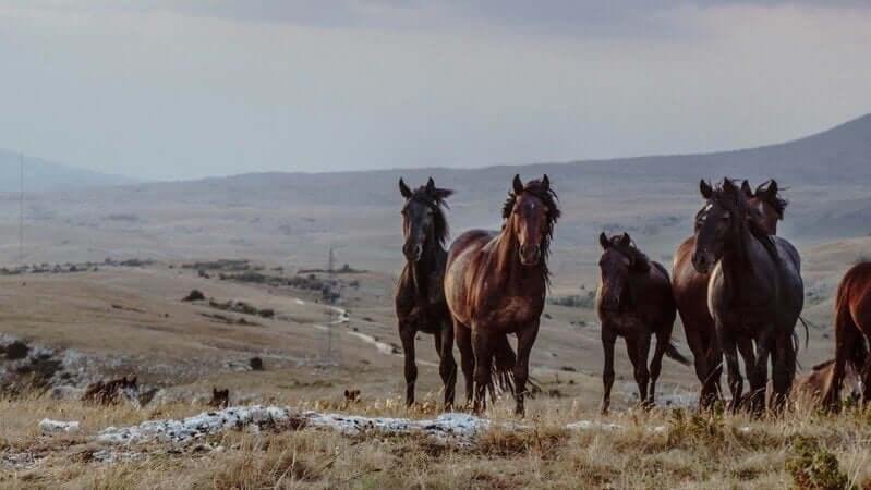 Stop Kentucky’s Wild Horses From Being Sent to Slaughter